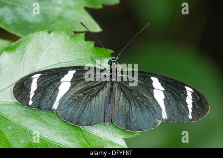 An adult Antiochus Longwing butterfly Stock Photo