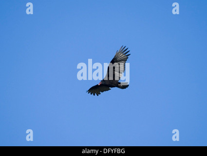Turkey Vulture, Cathartes aura in flight Stock Photo