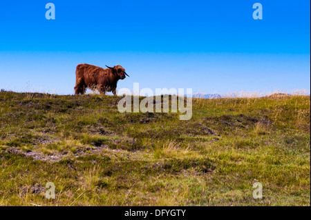 Red highland cow on hill top with horns Stock Photo