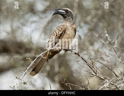 African Grey Hornbill on perch, Kruger Park, South Africa. Stock Photo