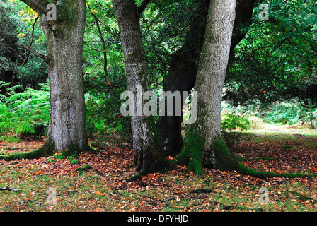 A view of Gritnam Wood in the  New Forest Hampshire UK Stock Photo