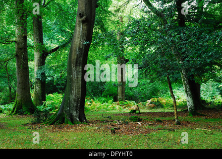 A view of Gritnam Wood in the New Forest Hampshire UK Stock Photo