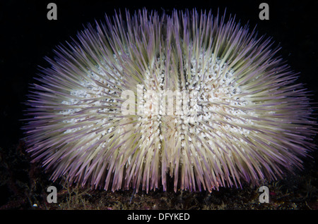 Lytechinus variegatus Sea Urchin underwater Stock Photo
