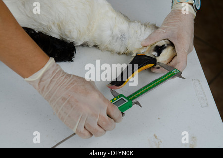 veterinarian scientists  doing a necropsy in an albatroz seabird to check reasons of death Stock Photo