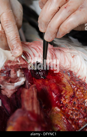 veterinarian scientists  doing a necropsy in an albatroz seabird to check reasons of death Stock Photo