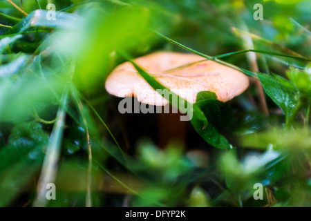 Saffron milk cap, Red pine mushroom (Lactarius deliciosus) Stock Photo