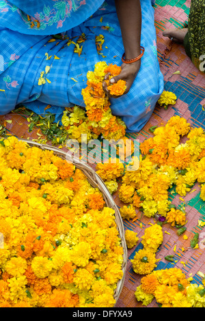 Rural Indian village woman sitting round a basket of marigold flowers making flower garlands. Andhra Pradesh, India