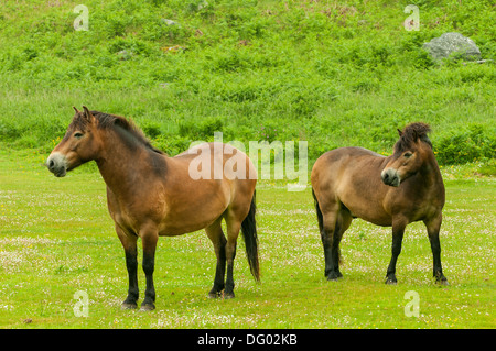 Exmoor Ponies at Valley of Rocks, Devon, England Stock Photo