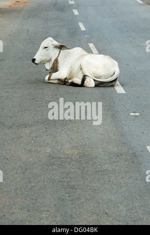 Bos primigenius indicus. Indian cow / Zebu sitting in the middle of a road. Andhra Pradesh, India Stock Photo