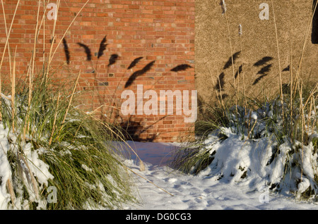 Pampass grass in the snow Stock Photo