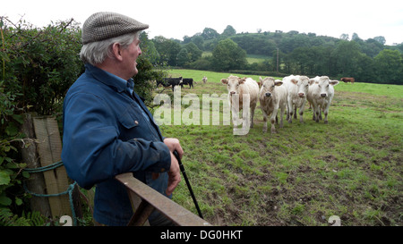 A farmer leaning on gate checking on his cattle in a field in autumn Llanwrda Llandovery Carmarthenshire Wales UK  KATHY DEWITT Stock Photo