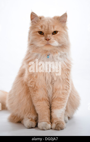 Brown cat. Stock Photo