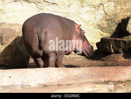 Hippo (Hippopotamus amphibius) in profile Stock Photo