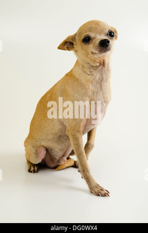 male Chihuahua dog, standing posing in a whit background studio isolated. Stock Photo