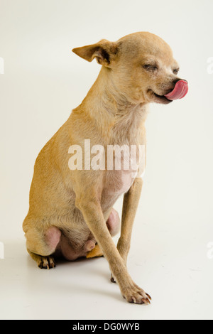 male Chihuahua dog, standing posing in a whit background studio isolated. Stock Photo