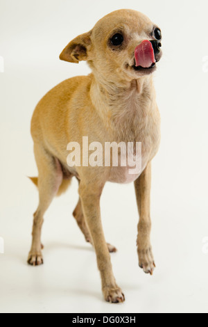 male Chihuahua dog, standing posing in a whit background studio isolated. Stock Photo