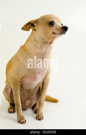 male Chihuahua dog, standing posing in a whit background studio isolated. Stock Photo