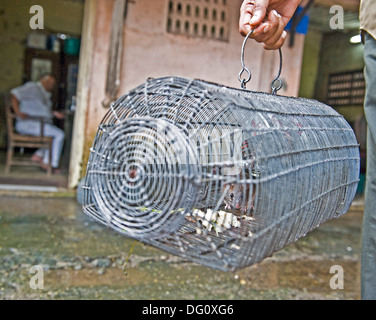 Rats / mice in a trap at King Edward Memorial Hospital in Parel - the rats are laid and collected by BMC ratmen and taken away b Stock Photo