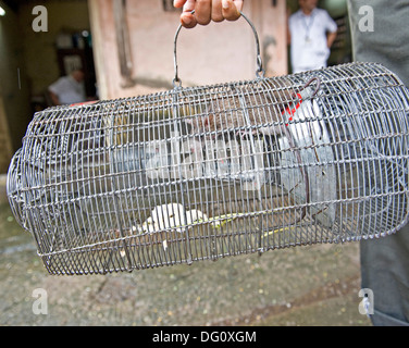 Rats / mice in a trap at King Edward Memorial Hospital in Parel - the rats are laid and collected by BMC ratmen and taken away b Stock Photo