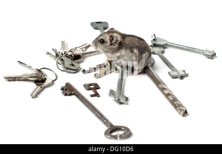 Djungarian Hamster on keys Stock Photo