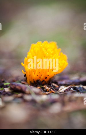 Jelly Antler Fungus (Calocera Viscosa) Stock Photo