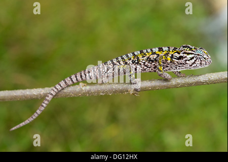 Jewelled chameleon, Furcifer lateralis, Peyrieras Nature Farm, Madagascar Stock Photo