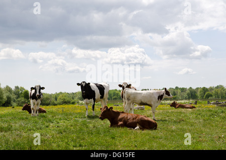 Resting young cows Stock Photo