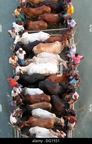 Bangladeshi cattle dealers transport cows in readiness for slaughter along a river in Dhaka, October 11, 2013, ahead of the Eid al-Adha Festival. Eid al-Adha, the biggest festive Muslim event . Stock Photo