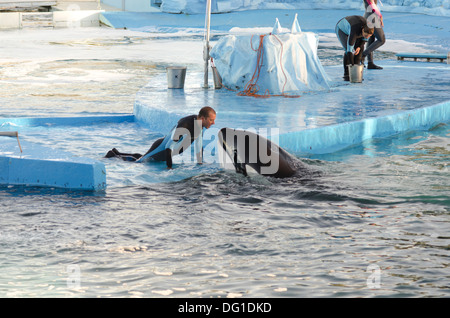 Killer whale show at Mundo Marino, San Clemente del Tuyu, Argentina. Thats the only Orca in captivity at Latin Amarica. Stock Photo