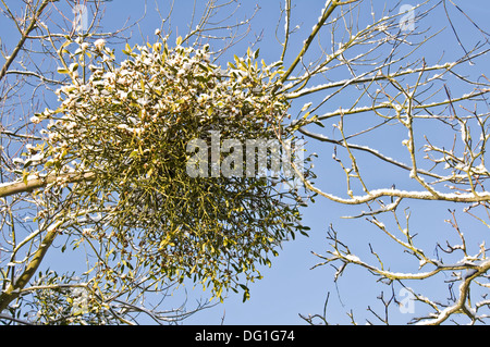 Mistletoe covered with snow in a tree in winter - France Stock Photo