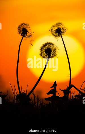 Common Dandelion, Taraxacum officinale, seed head clocks, silhouetted against sunset, Norfolk, England, October, Stock Photo