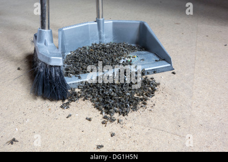 Unwanted houseguests: the dead remains of a infestation of cluster flies in an attic. Stock Photo