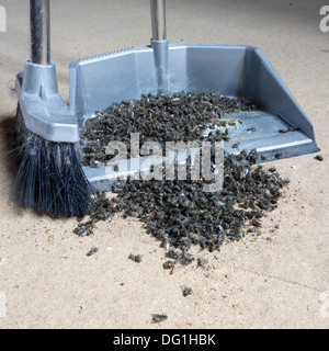 Unwanted houseguests: the dead remains of a infestation of cluster flies in an attic. Stock Photo