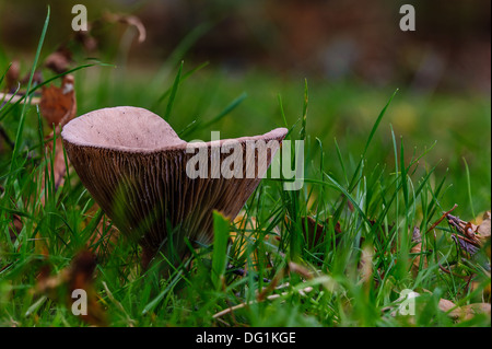 Lactarius rufus is a common, medium-sized member of the Lactarius genus, whose many members are commonly known as milkcaps. Stock Photo