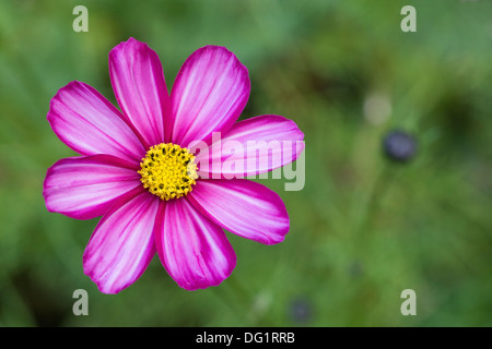 Cosmos bipinnatus 'Candy stripe' flower. Stock Photo