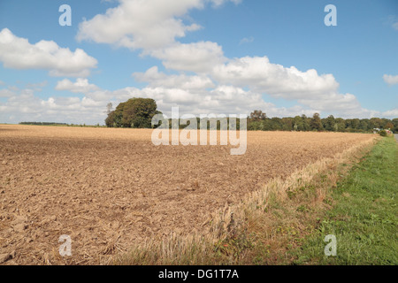 A view across the Battlefield at Azincourt (Agincourt), France towards the copse of trees and Memorial to the soldiers who died. Stock Photo