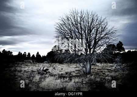 Dead Tree in Desert Field, Arizona, USA Stock Photo