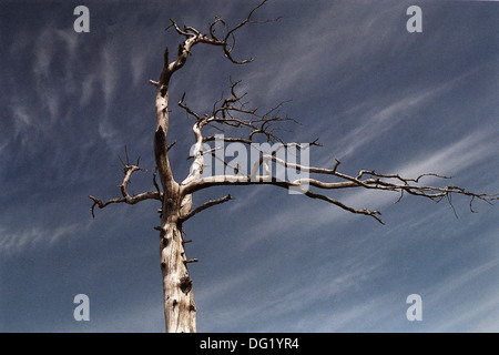 Dead Tree and Branches Against Blue Sky Stock Photo