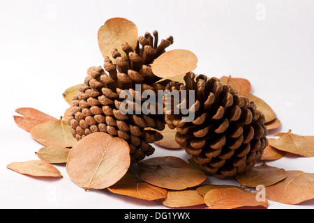 Pine cones and dried leaves on white background Stock Photo