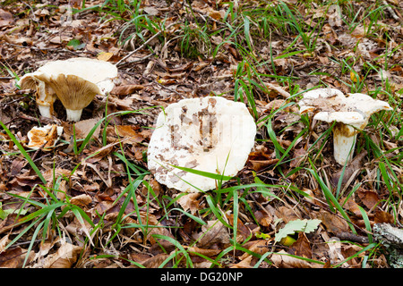 russula delica (milk-white brittlegil) mushrooms in autumn litter Stock Photo