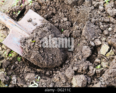 digging hole with spade in field Stock Photo