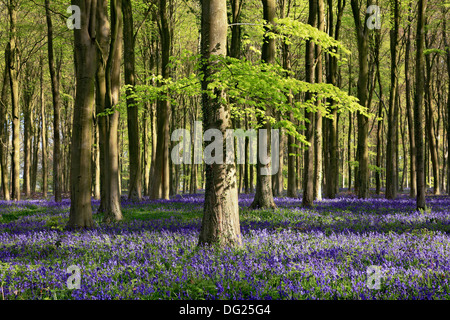 Bluebell wood, Lower Oldfield Copse, Angmering Park, West Sussex Stock Photo