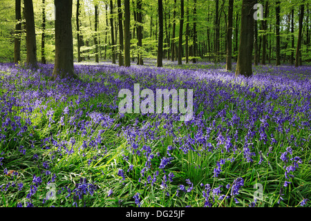 Bluebells in morning sunlight Stock Photo