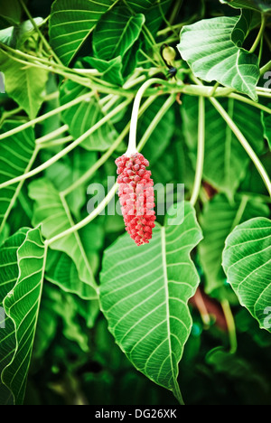 Close up of Sacred Fig Tree's leaves, also call Pipal Tree, Bohhi Tree, Bo Tree, Peepul. (Ficus religiosa L.) Stock Photo