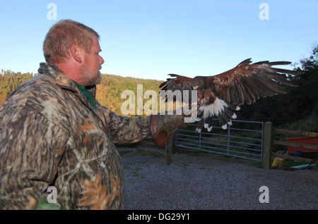 Falconer Training An Harris Hawk..(Parabuteo unicinctus) Stock Photo