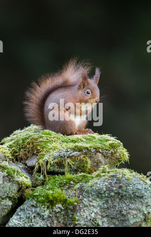 Red Squirrel (Sciurus vulgaris) sat on moss covered dry stone wall in woodland setting. Yorkshire Dales, North Yorkshire, UK Stock Photo