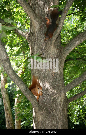 two squirrels on a tree - one with a walnut,the other waiting to attack Stock Photo