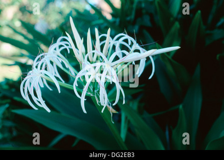Grand Crinum Lily or Southern Swamp Lily (Crinum asiaticum)