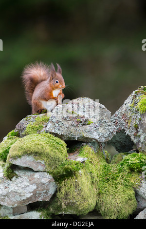 Red Squirrel (Sciurus vulgaris) sat  on moss covered dry stone wall in woodland setting. Yorkshire Dales, North Yorkshire, UK Stock Photo