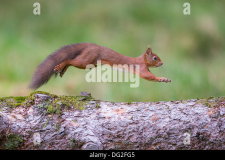 Red Squirrel (Sciurus vulgaris) jumping through the air in woodland setting. Yorkshire Dales, North Yorkshire, UK Stock Photo